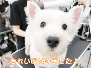 学校のモデル犬を１年生がトリミング！